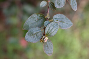 Simple alternate distally acute proximally broad rounded denticulately margined trichomatic leaves of Hairy Buckbrush, Ceanothus Oliganthus, Rhamnaceae, native monoclinous suprashrub in Red Rock Canyo