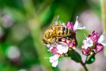 Biene auf Blume Honigbiene sammelt Nektar Blütenpollen Sommer fleißig super close up makro nature