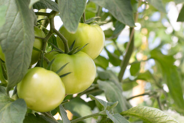 Green Tomatoes in a garden; close up