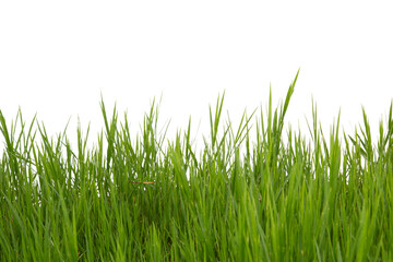 Grass isolated on white background.