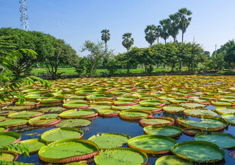 fresh plant pattern big circle green water lillies leaves floating in pond. Round pattern in natural park - Powered by Adobe