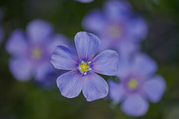 Fototapeta premium Blue flax flowers against the background of a green meadow on a summer day in a calm, cool tones, low contrast close-up photography.