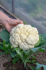 Women's hands holding freshly picked cauliflower (Brassica oleracea)in the greenhouse.