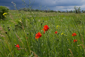 Beautiful red poppies on the background of a green meadow and storm clouds.