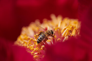 A bee on a peony flower in beautiful colors of red, orange and yellow