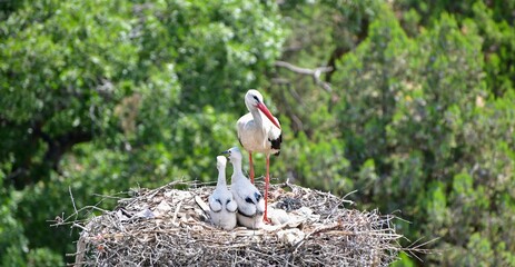 Baby Storks  © The Cheroke