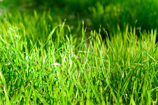 Meadow with young green grass close-up, used as a background or texture