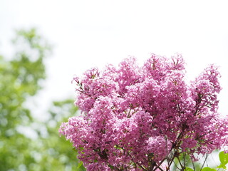 美しい満開のライラックの花
