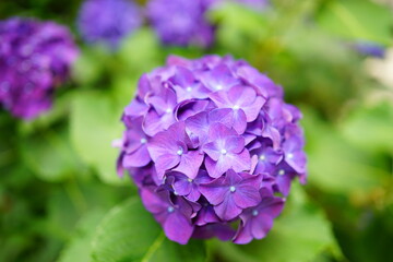 Purple Hydrangea flower on blurred background - 紫色 紫陽花 梅雨