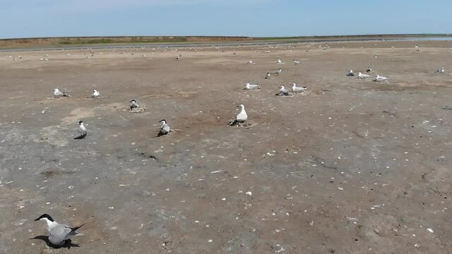 Kalmykia, Lake Manych. Waterfowl nesting grounds. 
