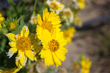 Girasoles en campo abierto