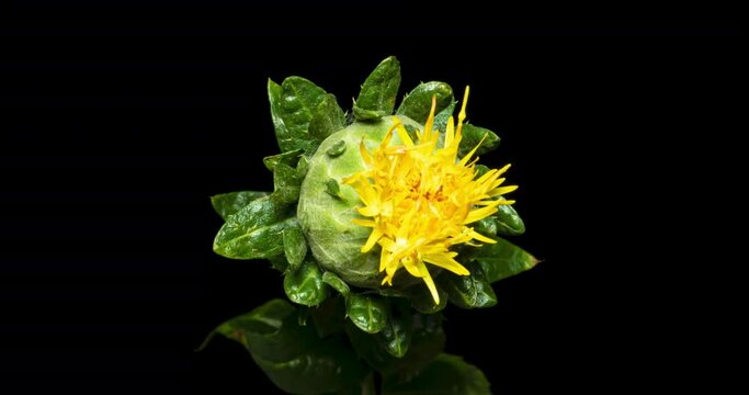 紅花の開花タイムラプス