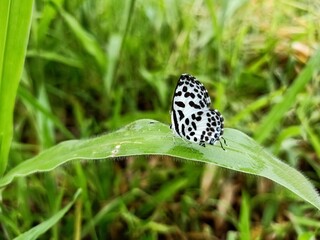White butterfly on the grass in morning