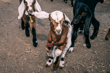 Naklejka na ściany i meble Anglo Nubian baby goat on farm