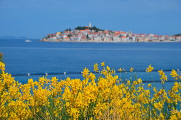 Cityscape of Mediterranean town on clear blue sea through the yellow field flowers