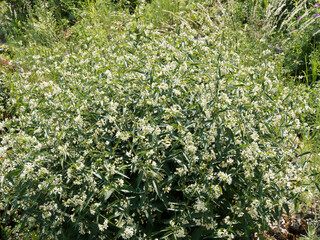 Vincetoxicum hirundinaria | Dompte-venin officinal, plante buissonnante à grandes tiges dressées à fleurs blanches et jaune-verdâtre au feuillage opposé et lancéolé