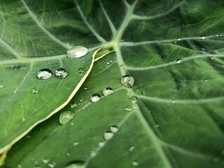 Water drop on fresh green leaf.
