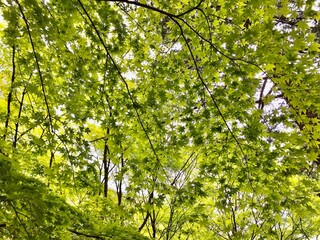 Fototapeta na wymiar green leaves in sunlight