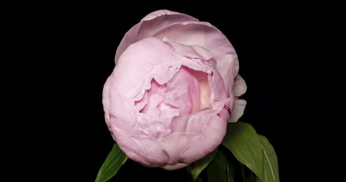 シャクヤクの開花タイムラプス