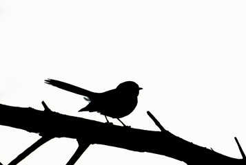 Black and white silhouette of a fantail bird perched on a tree branch