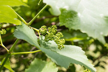 Green unripe grapes - small bunches close-up vineyard and grape leaves.
