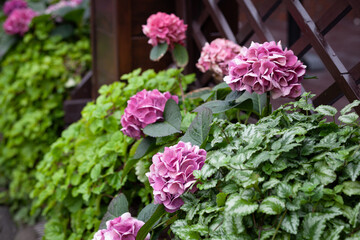 Floral arrangement with lilac and pink hydrangea