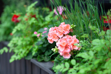 Floral arrangement with pink geraniums. 