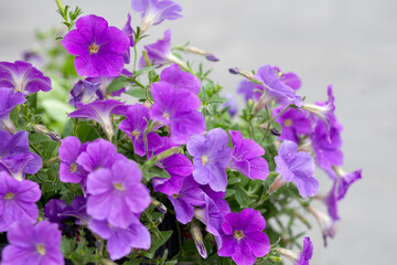 Blooming lilac petunia in a pot. 