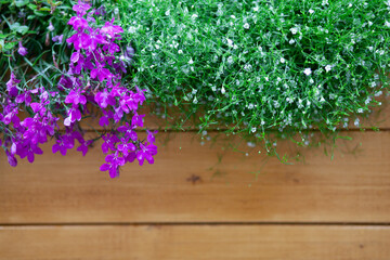  blossom, summer, garden, flower, background, blue flowers, pink flowers, flower arrangementa wooden box.