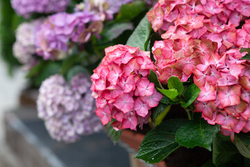 pink hydrangea flowers in garden
