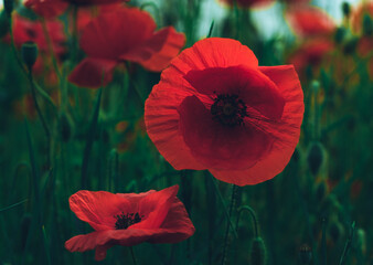 Mohn (Papaver), rot, feld, blume