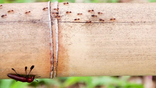 Red ants walk in rows to move, walking on bamboo in nature. During the rainy season