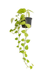 Golden pothos isolated on white background Save with clipping path.