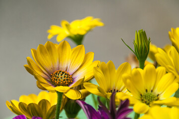 Bornholmer Margerite