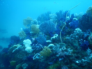 伊豆の海でダイビング中に見かけたお花畑の様にカラフルに映えるソフトコーラル