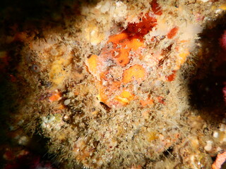 Fototapeta na wymiar 伊豆の海でダイビング中に見かけた岩場に擬態して気配を消してるベニカエルアンコウ
