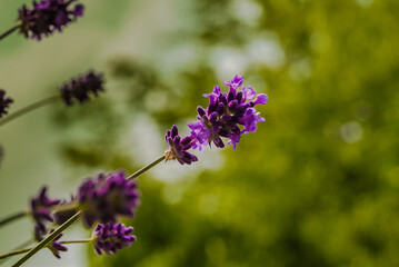 Blumen, Lavendel