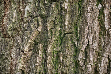 textured surface of tree bark with moss