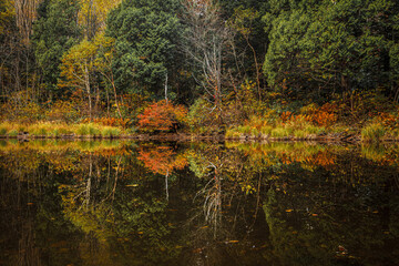 湖畔に佇む朽ち果てた立ち枯れの針葉樹を紅葉の葉が飾り付けて不思議な模様を描いている