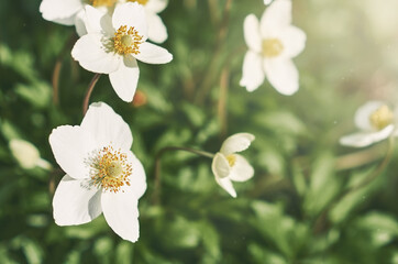white anemone flowers in the garden in summer