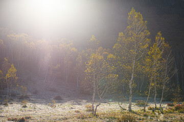 草原に佇む白樺の木立を秋の日差しが優しく包み込む