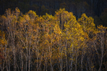 Fototapeta premium 山襞のダケカンバにスポットライトのような陽の光が当たり黄葉が鮮やかに輝き出す