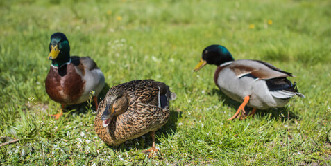 Wild ducks in the courtyard walk, sit live in the wild on green grass and near trees and farming beautiful colorful plump birds