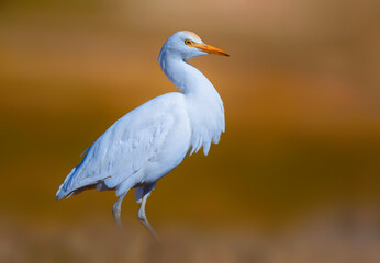 White egret in the lake