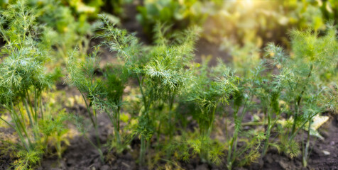 Close up dill beds, growing dills plantation in the vegetable garden, agriculture background