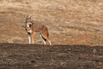 Ethiopian Wolf - Canis simensis, beautiful endangered wolf endemic in Ethiopian hills, Bale mountains, Ethiopia.