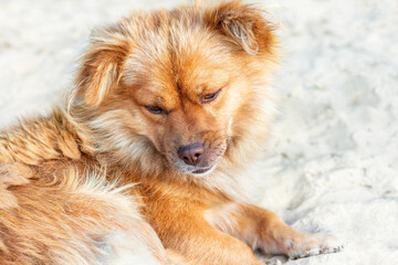 Homeless ginger dog with sad eyes outdoors close-up. An abandoned furry pet lies on the sand and looks down.