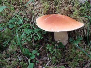 富士山に自生しているヤマドリタケ
