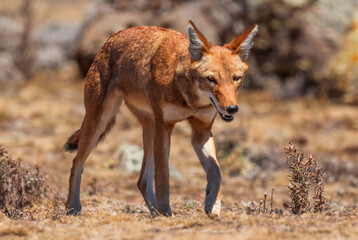 Ethiopian Wolf - Canis simensis, beautiful endangered wolf endemic in Ethiopian hills, Bale...