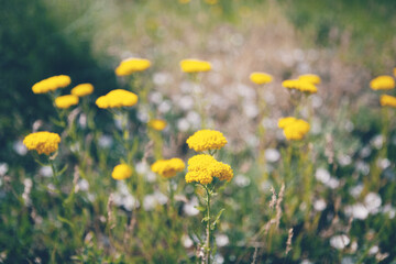wild yellow flower on the field